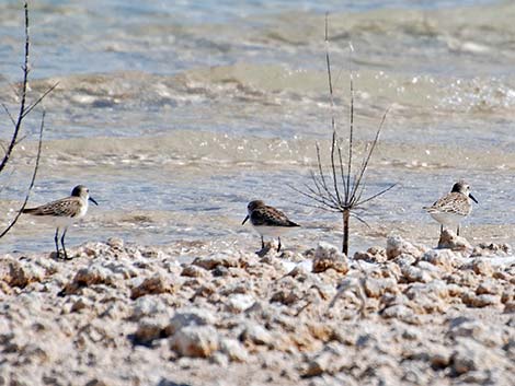 Western Sandpiper (Calidris mauri)