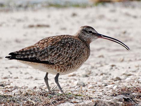 Whimbrel (Numenius phaeopus)