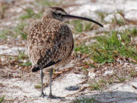 Whimbrel (Numenius phaeopus)