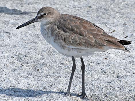 Willet (Catoptrophorus semipalmatus)