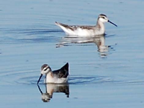 Wilson's Phalarope (Phalaropus tricolor)