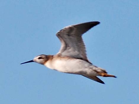 Wilson's Phalarope (Phalaropus tricolor)