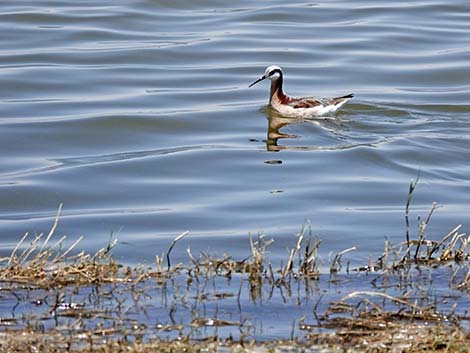 Wilson's Phalarope (Phalaropus tricolor)