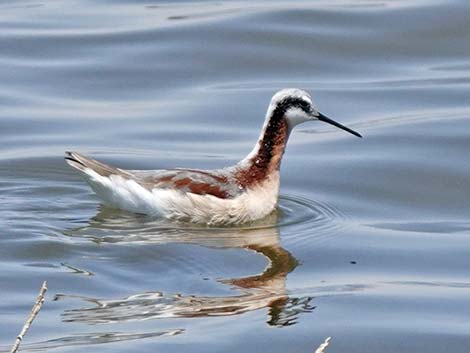 Wilson's Phalarope (Phalaropus tricolor)