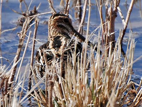 Wilson's Snipe (Gallinago delicata)