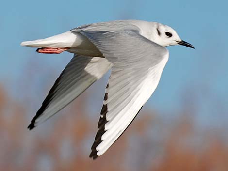 Bonaparte's Gull (Larus philadelphia)