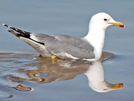 California Gull (Larus californicus)