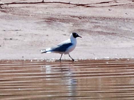 Franklin's Gull (Larus pipixcan)