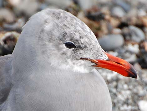 Heermann's Gull (Larus heermanni)