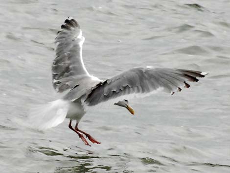 Herring Gull (Larus argentatus)