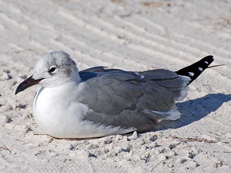 Laughing Gull (Leucophaeus atricilla)