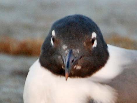 Laughing Gull (Leucophaeus atricilla)