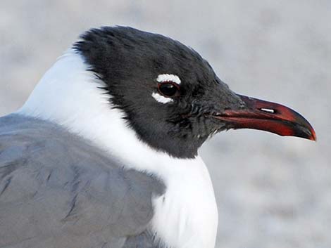 Laughing Gull (Leucophaeus atricilla)