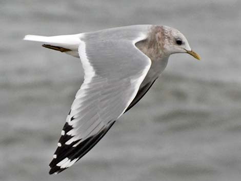 Mew Gull (Larus canus)