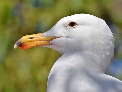 Western Gull (Larus occidentalis)