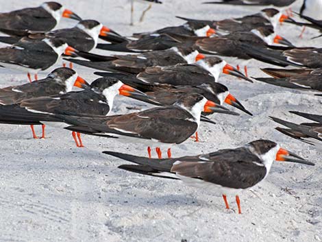 Black Skimmer (Rynchops niger)