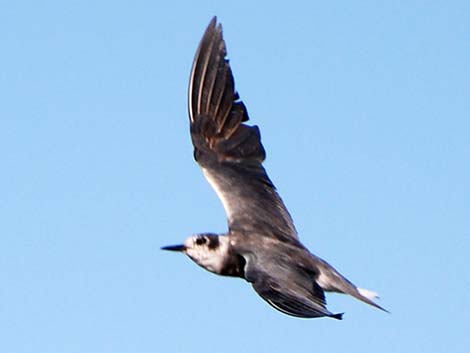 Black Tern (Chlidonias niger)