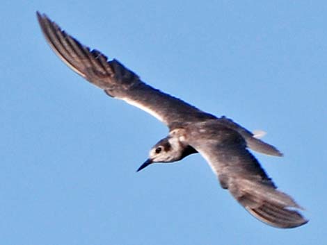 Black Tern (Chlidonias niger)