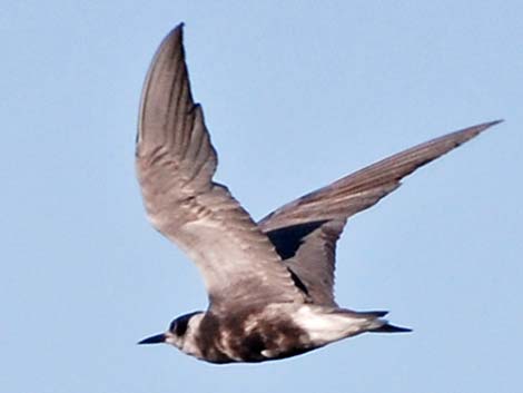 Black Tern (Chlidonias niger)