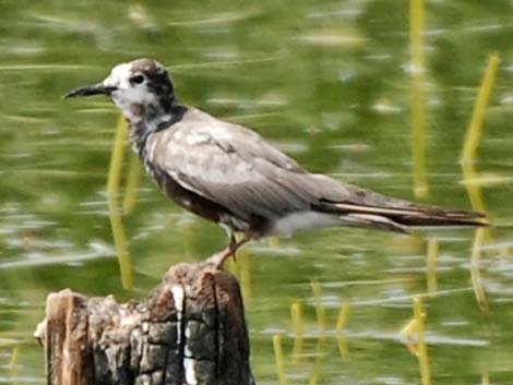 Black Tern (Chlidonias niger)