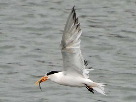 Elegant Tern (Thalasseus elegans)