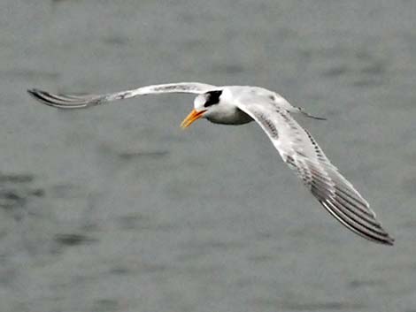 Elegant Tern (Thalasseus elegans)