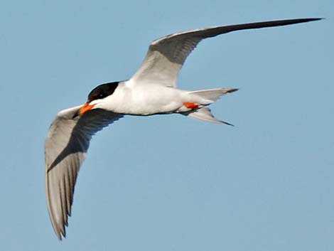 Forster's Tern (Sterna forsteri)