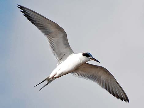 Laridae, Sterninae - Forster's Tern