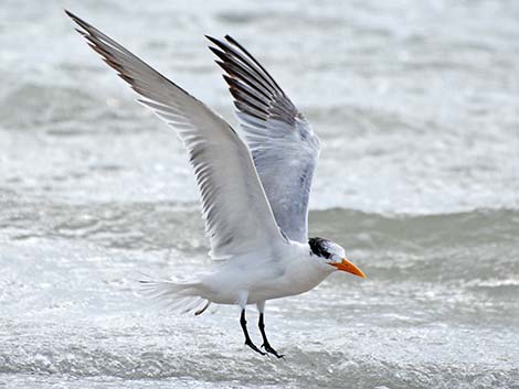 Royal Tern (Thalasseus maximus)