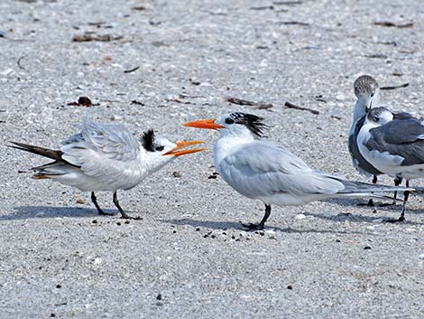 Royal Tern (Thalasseus maximus)