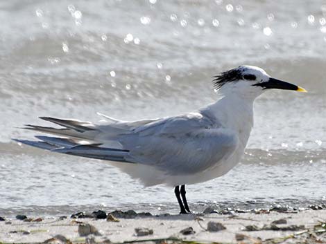 Sandwich Tern (Thalasseus sandvicensis)