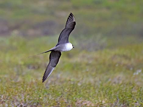 Long-tailed Jaeger (Stercorarius longicaudus)