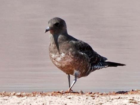 Long-tailed Jaeger (Stercorarius longicaudus)