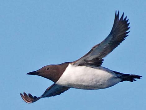 Common Murre (Uria aalge)