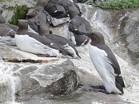 Common Murre (Uria aalge)