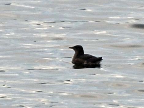 Marbled Murrelet (Brachyramphus marmoratus)