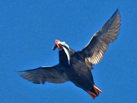 Tufted Puffin (Fratercula cirrhata)