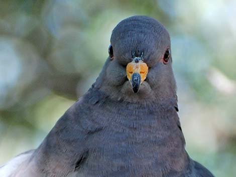 Band-tailed Pigeon (Patagioenas fasciata)