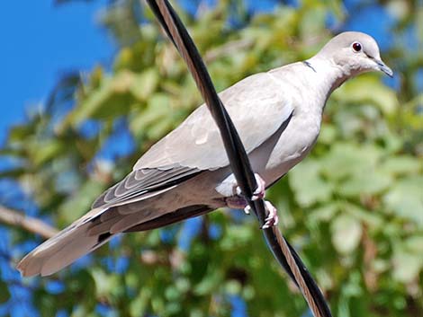 Eurasian Collared-Dove (Streptopelia decaocto)