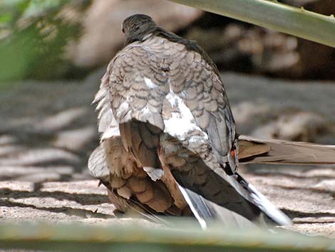 Inca Dove (Columbina inca)