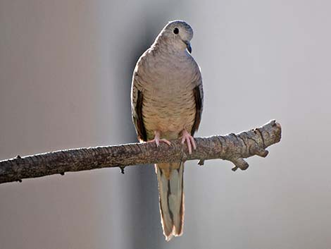 Inca Dove (Columbina inca)