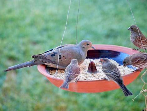 Mourning Dove (Zenaida macroura)