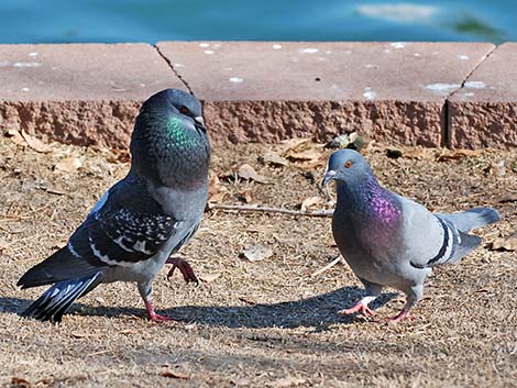 Rock Pigeon (Columba livia)