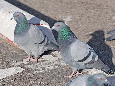 Rock Pigeon (Columba livia)