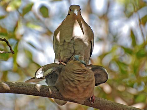 White-winged Dove (Zenaida asiatica)