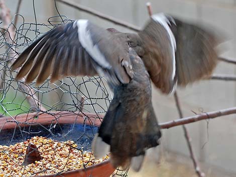 White-winged Dove (Zenaida asiatica)