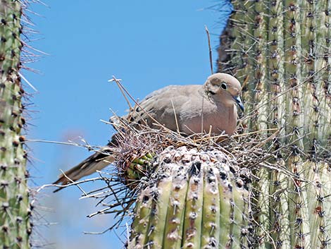 White-winged Dove (Zenaida asiatica)