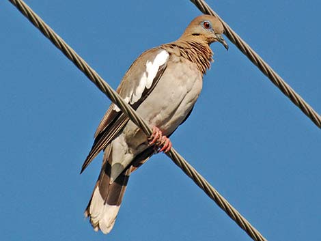 White-winged Dove (Zenaida asiatica)