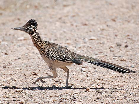 Greater Roadrunner (Geococcyx californianus)