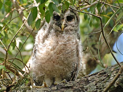 Barred Owl (Strix varia)